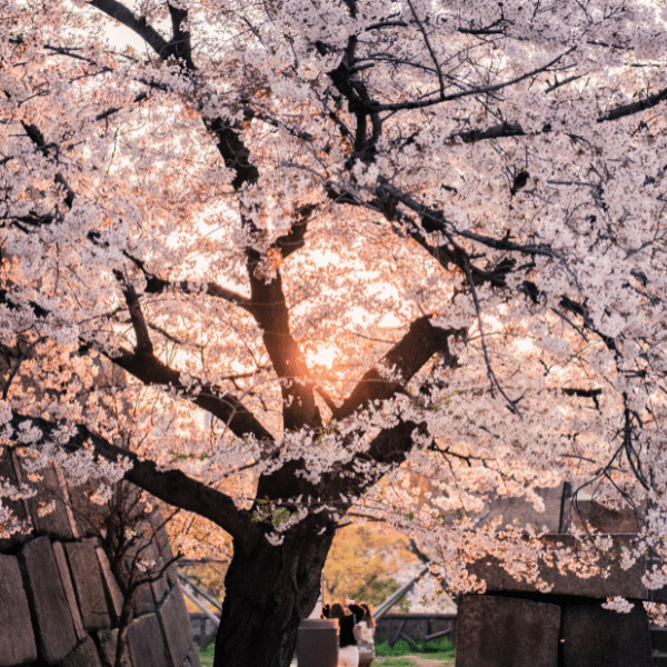 Japanse tuin met kersenbloesem en esdoorn