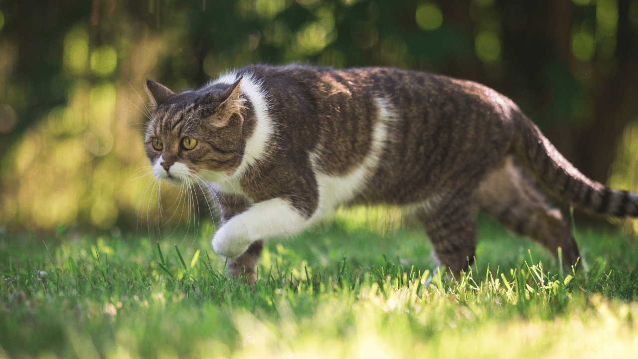 katten weren uit de tuin? Diervriendelijke oplossingen