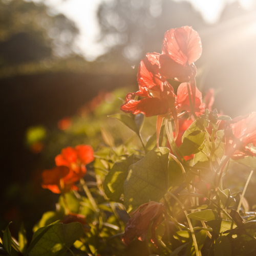 Rode bloemen in zonlicht met een zachte onscherpe achtergrond van een tuin.